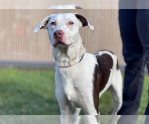 Sheprador Dogs for adoption in St. Cloud, FL, USA