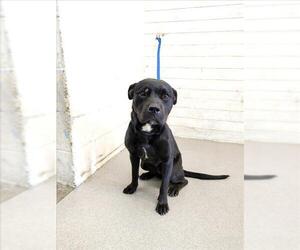 American Pit Bull Terrier Dogs for adoption in San Bernardino, CA, USA