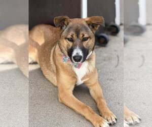 German Shepherd Dog-Unknown Mix Dogs for adoption in Turlock, CA, USA
