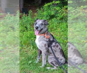 Catahoula Leopard Dog Dogs for adoption in Paris, ME, USA