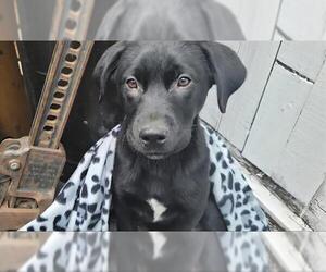 Labrador Retriever-Unknown Mix Dogs for adoption in Ogden, UT, USA