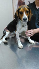 Beagle Dogs for adoption in Florence, AL, USA