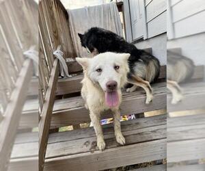 Huskies -Unknown Mix Dogs for adoption in San Antonio, TX, USA