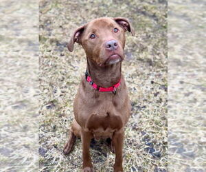 American Pit Bull Terrier Dogs for adoption in Gloversville, NY, USA