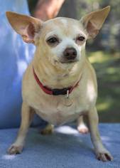 Chihuahua Dogs for adoption in Ashland, WI, USA