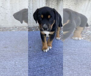 Mutt Dogs for adoption in Polson, MT, USA