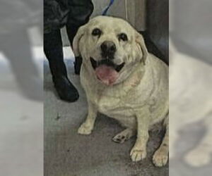 Golden Labrador Dogs for adoption in Salt Lake City, UT, USA