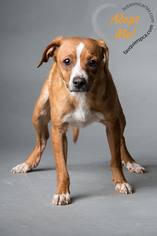 Jack-A-Bee Dogs for adoption in Warrenton, VA, USA