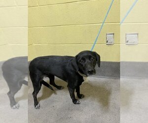 Shepradors Dogs for adoption in Forestville, MD, USA
