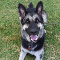 German Shepherd Dog-Unknown Mix Dogs for adoption in San Diego, CA, USA