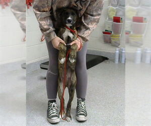 American Pit Bull Terrier-Unknown Mix Dogs for adoption in Pasadena, TX, USA