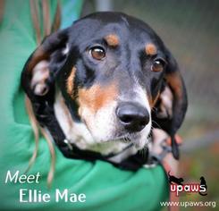 Treeing Walker Coonhound Dogs for adoption in Negaunee, MI, USA