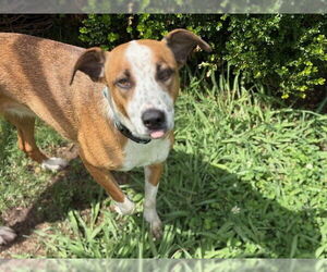 American Pit Bull Terrier-Unknown Mix Dogs for adoption in Tulsa, OK, USA