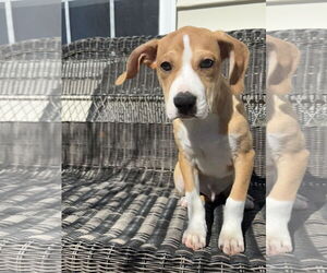 Mutt Dogs for adoption in Holly Springs, NC, USA