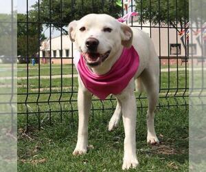 Labrador Retriever-Unknown Mix Dogs for adoption in San Antonio, TX, USA