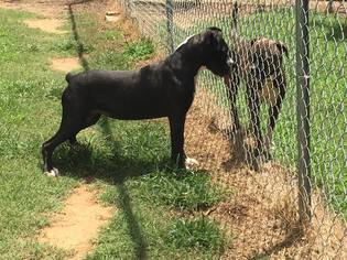 Boxador Dogs for adoption in Loganville, GA, USA