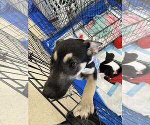 German Shepherd Dog-Unknown Mix Dogs for adoption in Holly Springs, NC, USA