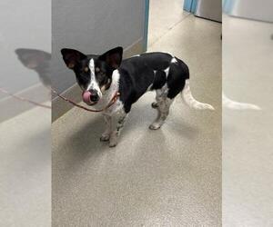 Texas Heeler-Unknown Mix Dogs for adoption in Las Vegas, NV, USA