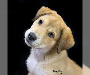 Mutt Dogs for adoption in Hot Springs Village, AR, USA
