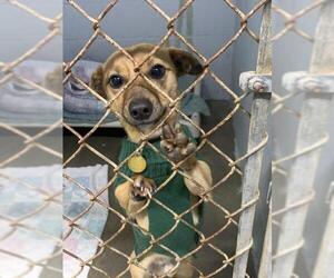 Chiweenie Dogs for adoption in Ellijay, GA, USA