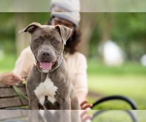 American Pit Bull Terrier-Blue Lacy Mix Dogs for adoption in Pearland, TX, USA