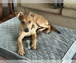 Shepradors Dogs for adoption in Polson, MT, USA