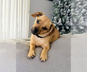 Chug Dogs for adoption in Valrico, FL, USA