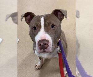 American Pit Bull Terrier Dogs for adoption in Derwood, MD, USA