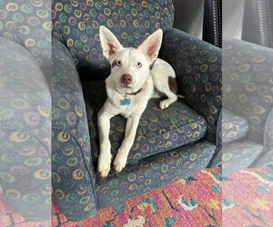 Australian Shepherd-Unknown Mix Dogs for adoption in Aurora, IN, USA