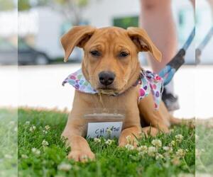 Labrador Retriever-Unknown Mix Dogs for adoption in San Diego, CA, USA