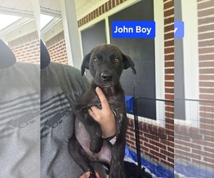 Labrador Retriever-Unknown Mix Dogs for adoption in Sterling, MA, USA