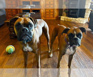 Medium Photo #3 Boxer Puppy For Sale in Austin, TX, USA