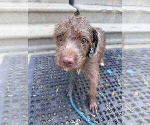 Labradoodle Dogs for adoption in Minneapolis, MN, USA