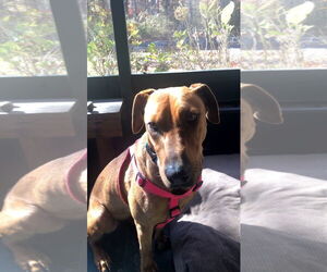 Mutt Dogs for adoption in Woodbury, NY, USA