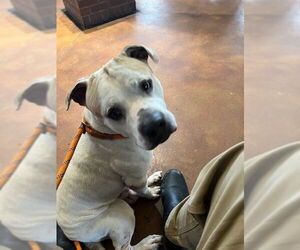 Mutt Dogs for adoption in Louisville, KY, USA