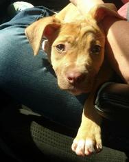 American Pit Bull Terrier Dogs for adoption in Bronx, NY, USA