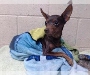 Miniature Pinscher Dogs for adoption in Downey, CA, USA
