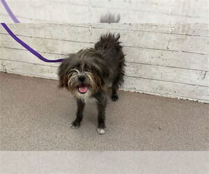 Mutt Dogs for adoption in San Bernardino, CA, USA