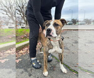 Staffordshire Bull Terrier-Unknown Mix Dogs for adoption in Chico, CA, USA