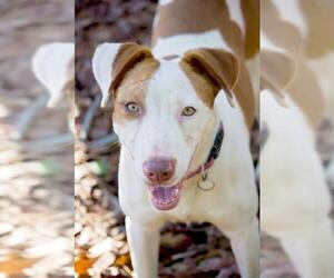 Lab-Pointer Dogs for adoption in Columbus, GA, USA