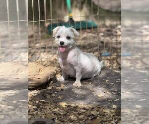 Maltese Dogs for adoption in New York, NY, USA