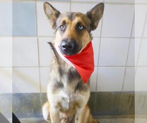 German Shepherd Dog Dogs for adoption in San Antonio, TX, USA