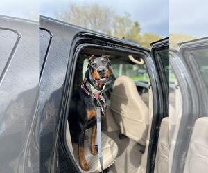 Doberman Pinscher Dogs for adoption in Woodland, CA, USA