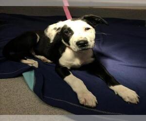 American Pit Bull Terrier-Labrador Retriever Mix Dogs for adoption in Rancho Cucamonga, CA, USA