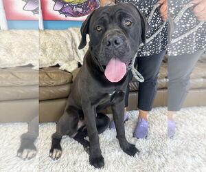 Mastiff Dogs for adoption in Goodyear, AZ, USA