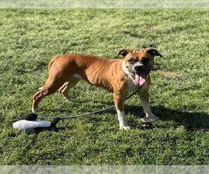 Boxer-Unknown Mix Dogs for adoption in Conroe, TX, USA