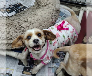 Cavapoo (Miniature) Dogs for adoption in Mukwonago, WI, USA