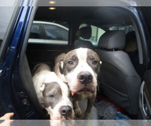 American Pit Bull Terrier Dogs for adoption in Ocala, FL, USA