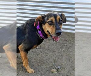 Sheprador Dogs for adoption in El Cajon, CA, USA
