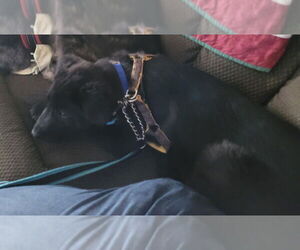 Shepradors Dogs for adoption in Aurora, IN, USA
